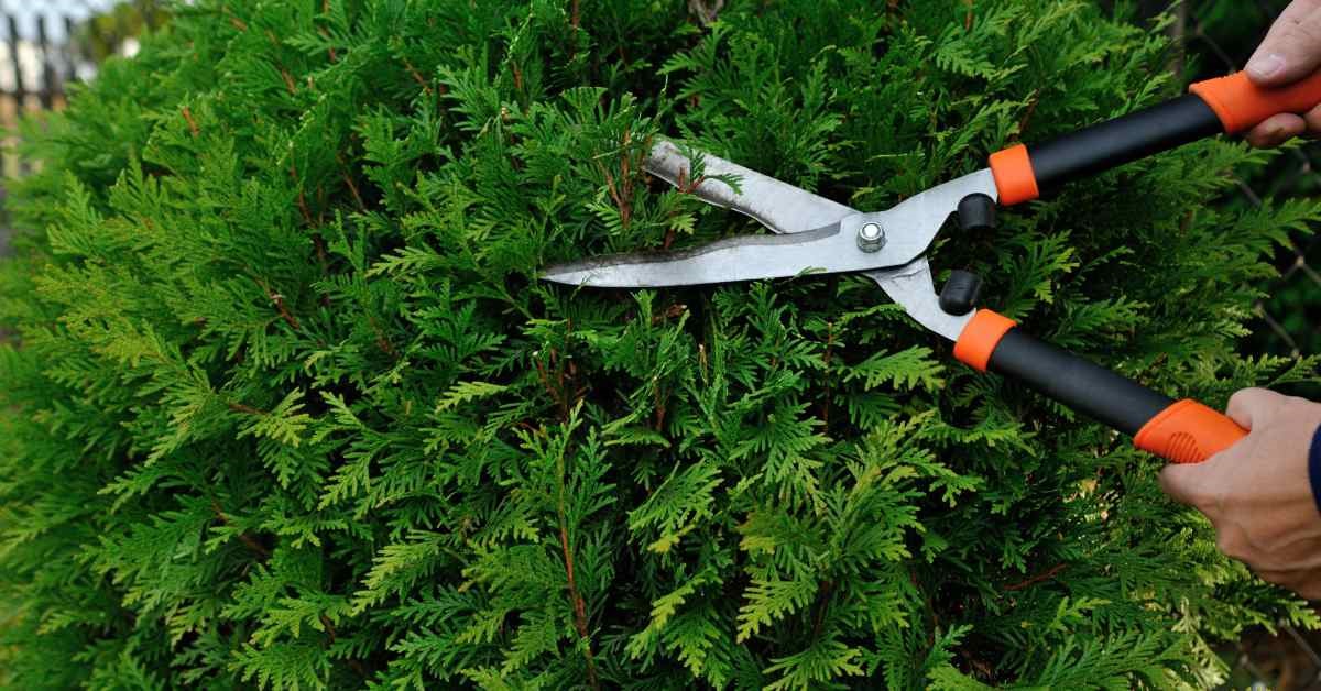 Snoeien om te groeien