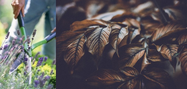 Tuin snoeien in de lente